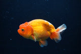 Juvenile Lionchu  Red White 4 Inch (ID#0113R11a-13) Free2Day SHIPPING