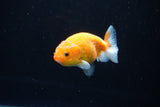 Ranchu  Sakura 3 Inch (ID#1122R1c-80) Free2Day SHIPPING