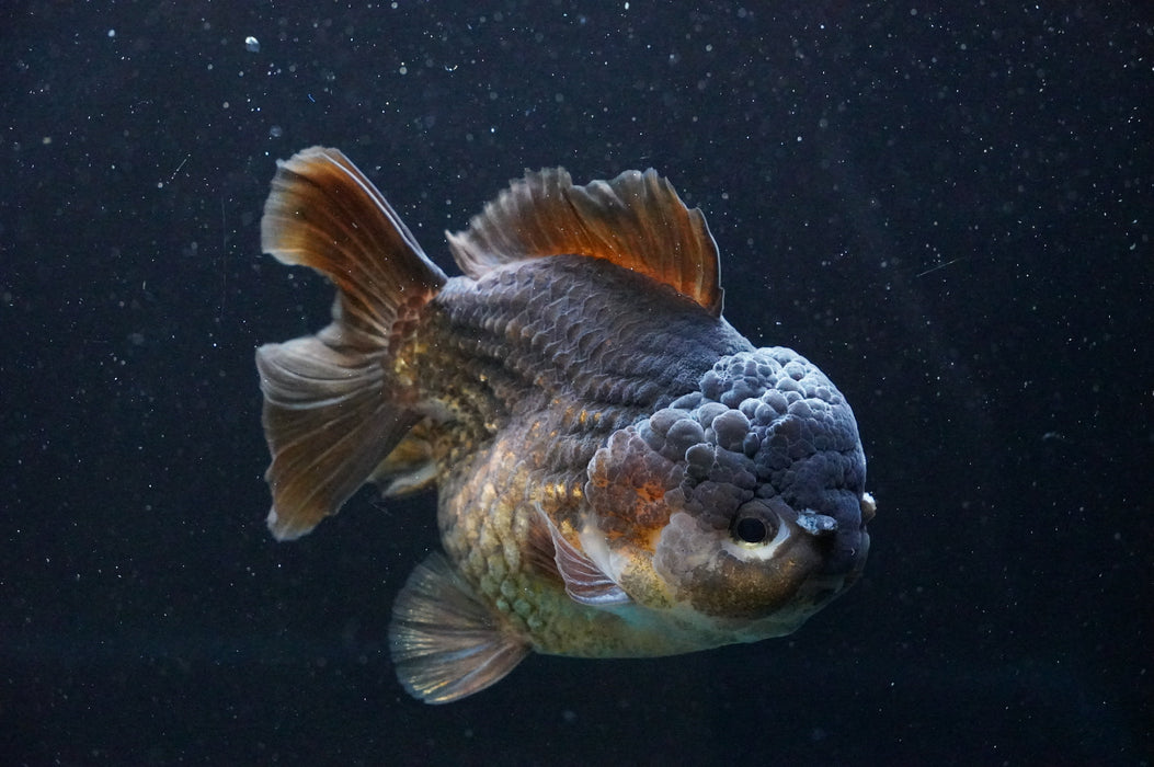 Jumbo Thai Oranda  Bronze 5 Inch (ID#1111T14a-77)