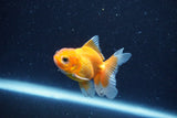 2Pack Baby Thai Oranda   2 Inch (ID#1025ToPTD-13) Free2Day SHIPPING