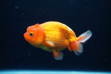 Juvenile Lionchu  Red White 4 Inch (ID#0113R11a-13) Free2Day SHIPPING