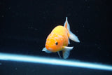 Ranchu  Sakura 3 Inch (ID#1122R1c-80) Free2Day SHIPPING