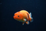 Juvenile Lionchu  Red White 4 Inch (ID#0113R11a-13) Free2Day SHIPPING