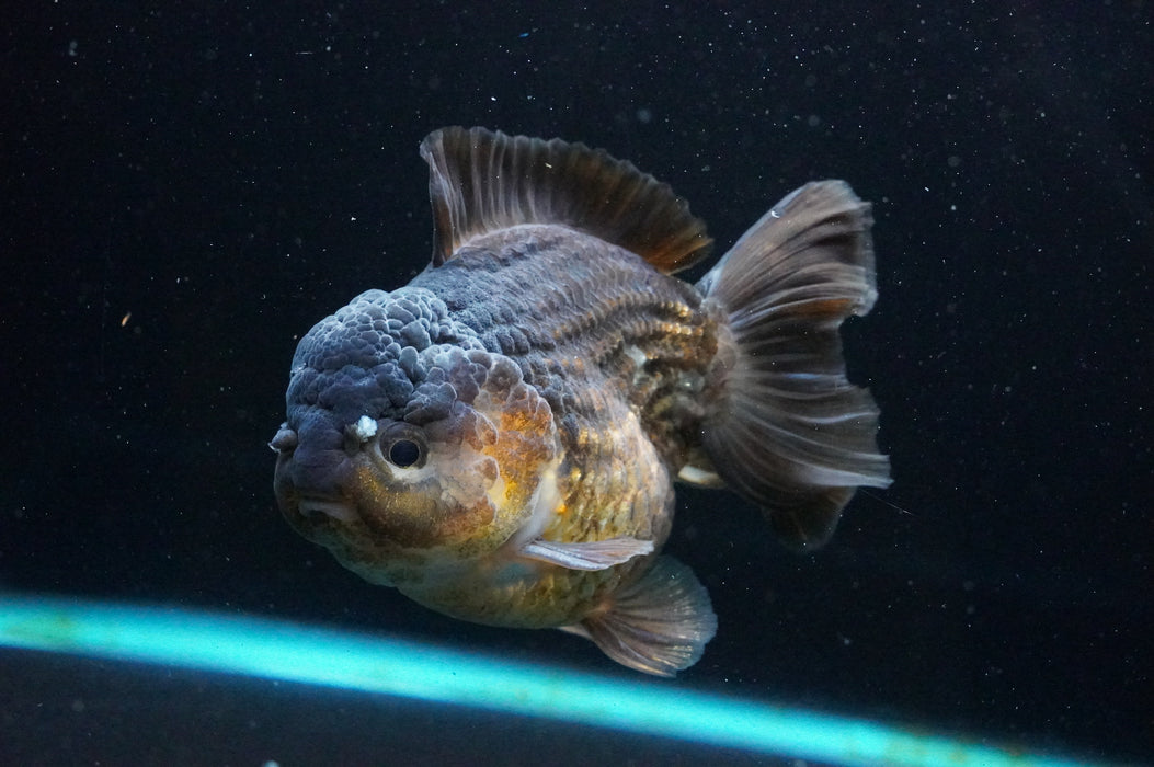 Jumbo Thai Oranda  Bronze 5 Inch (ID#1111T14a-77)