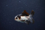 2Pack Baby Thai Oranda   2 Inch (ID#1025ToPTD-13) Free2Day SHIPPING