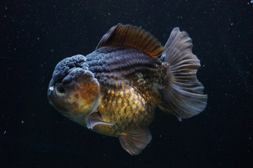 Jumbo Thai Oranda  Bronze 5 Inch (ID#1111T14a-77)