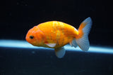 Ranchu  Sakura 3 Inch (ID#1122R1c-80) Free2Day SHIPPING