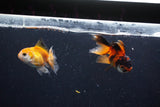 2Pack Baby Thai Oranda   2 Inch (ID#1025ToPTD-14) Free2Day SHIPPING