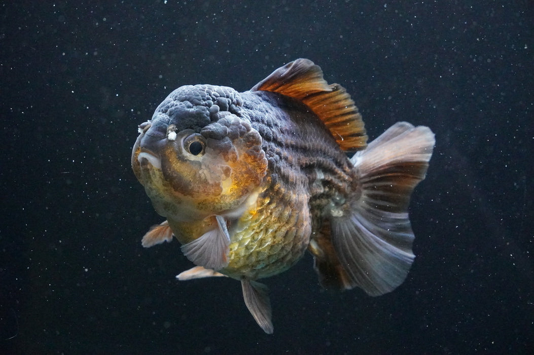 Jumbo Thai Oranda  Bronze 5 Inch (ID#1111T14a-77)
