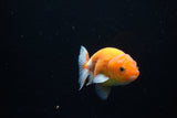 Ranchu  Sakura 3 Inch (ID#1122R1c-80) Free2Day SHIPPING