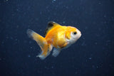 2Pack Baby Thai Oranda   2 Inch (ID#1025ToPTD-14) Free2Day SHIPPING