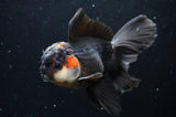 Thai Oranda  Tricolor 5.5 Inch (ID#422T2c-117) Free2Day SHIPPING