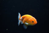 Ranchu  Sakura 3 Inch (ID#1122R1c-80) Free2Day SHIPPING