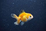 2Pack Baby Thai Oranda   2 Inch (ID#1025ToPTD-14) Free2Day SHIPPING