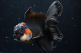 Thai Oranda  Tricolor 5.5 Inch (ID#422T2c-117) Free2Day SHIPPING