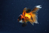 2Pack Baby Thai Oranda   2 Inch (ID#1025ToPTD-14) Free2Day SHIPPING