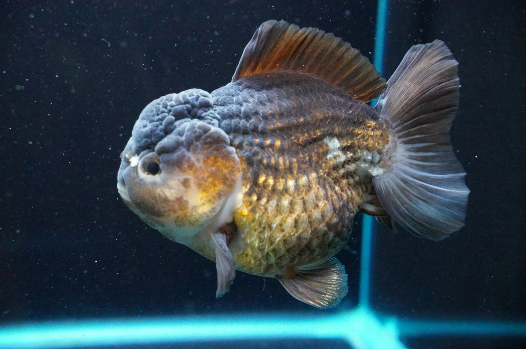 Jumbo Thai Oranda  Bronze 5 Inch (ID#1111T14a-77)