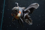 Thai Oranda  Tricolor 5.5 Inch (ID#422T2c-117) Free2Day SHIPPING