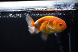 Ranchu  Sakura 3 Inch (ID#1122R1c-80) Free2Day SHIPPING