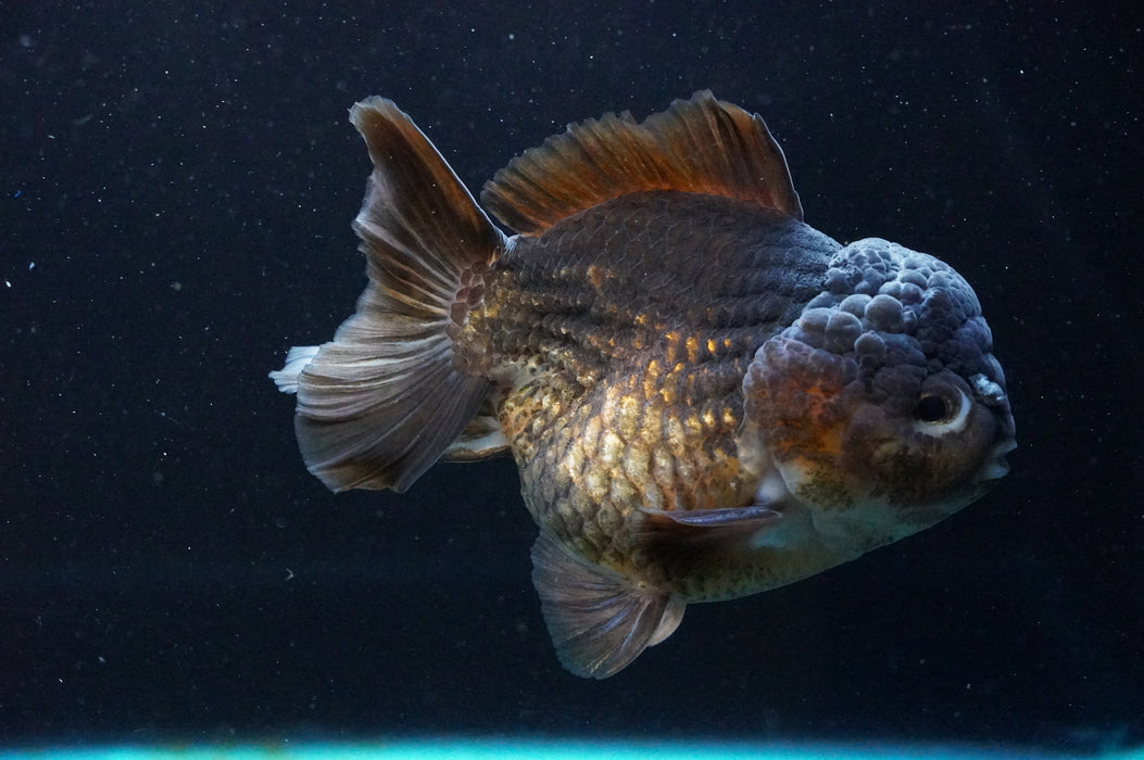 Jumbo Thai Oranda  Bronze 5 Inch (ID#1111T14a-77)