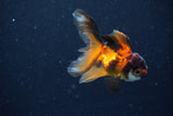 2Pack Baby Thai Oranda   2 Inch (ID#1025ToPTD-14) Free2Day SHIPPING