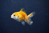 2Pack Baby Thai Oranda   2 Inch (ID#1025ToPTD-14) Free2Day SHIPPING