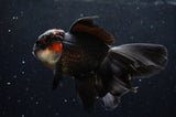 Thai Oranda  Tricolor 5.5 Inch (ID#422T2c-117) Free2Day SHIPPING