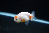 Ranchu  Sakura 2.5 Inch (ID#1122R1c-81) Free2Day SHIPPING