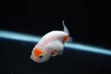 Ranchu  Sakura 2.5 Inch (ID#1122R1c-81) Free2Day SHIPPING