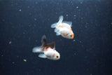 2Pack Baby Thai Oranda   2 Inch (ID#1025ToPTD-15) Free2Day SHIPPING