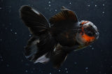 Thai Oranda  Tricolor 5.5 Inch (ID#422T2c-117) Free2Day SHIPPING