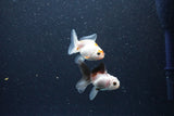 2Pack Baby Thai Oranda   2 Inch (ID#1025ToPTD-15) Free2Day SHIPPING