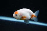 Ranchu  Sakura 2.5 Inch (ID#1122R1c-81) Free2Day SHIPPING