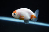 Ranchu  Sakura 2.5 Inch (ID#1122R1c-81) Free2Day SHIPPING