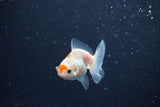 2Pack Baby Thai Oranda   2 Inch (ID#1025ToPTD-15) Free2Day SHIPPING