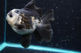 Thai Oranda  Panda 5 Inch (ID#422T2c-118) Free2Day SHIPPING
