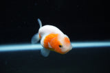 Ranchu  Sakura 2.5 Inch (ID#1122R1c-81) Free2Day SHIPPING