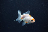 2Pack Baby Thai Oranda   2 Inch (ID#1025ToPTD-15) Free2Day SHIPPING