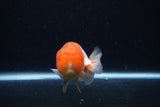 Juvenile Lionchu  Red White 3.5 Inch (ID#0113R11a-15) Free2Day SHIPPING