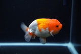 Juvenile Lionchu  Red White 3.5 Inch (ID#0113R11a-15) Free2Day SHIPPING