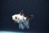 2Pack Baby Thai Oranda   2 Inch (ID#1025ToPTD-15) Free2Day SHIPPING