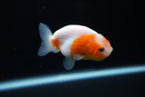 Ranchu  Sakura 2.5 Inch (ID#1122R1c-81) Free2Day SHIPPING