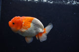 Juvenile Lionchu  Red White 3.5 Inch (ID#0113R11a-15) Free2Day SHIPPING