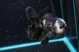 Thai Oranda  Panda 5 Inch (ID#422T2c-118) Free2Day SHIPPING