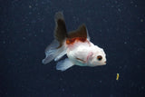 2Pack Baby Thai Oranda   2 Inch (ID#1025ToPTD-15) Free2Day SHIPPING