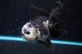 Thai Oranda  Panda 5 Inch (ID#422T2c-118) Free2Day SHIPPING