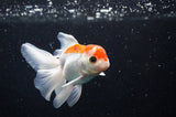 Juvenile Thai Oranda  Red White 3.5 Inch (ID#314T13b-66) Free2Day SHIPPING