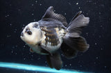 Thai Oranda  Panda 5 Inch (ID#422T2c-118) Free2Day SHIPPING