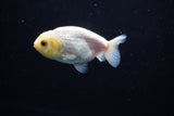 Ranchu  Red White 3 Inch (ID#1122R1c-82) Free2Day SHIPPING