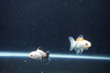 2Pack Baby Thai Oranda   2 Inch (ID#1025ToPTD-16) Free2Day SHIPPING